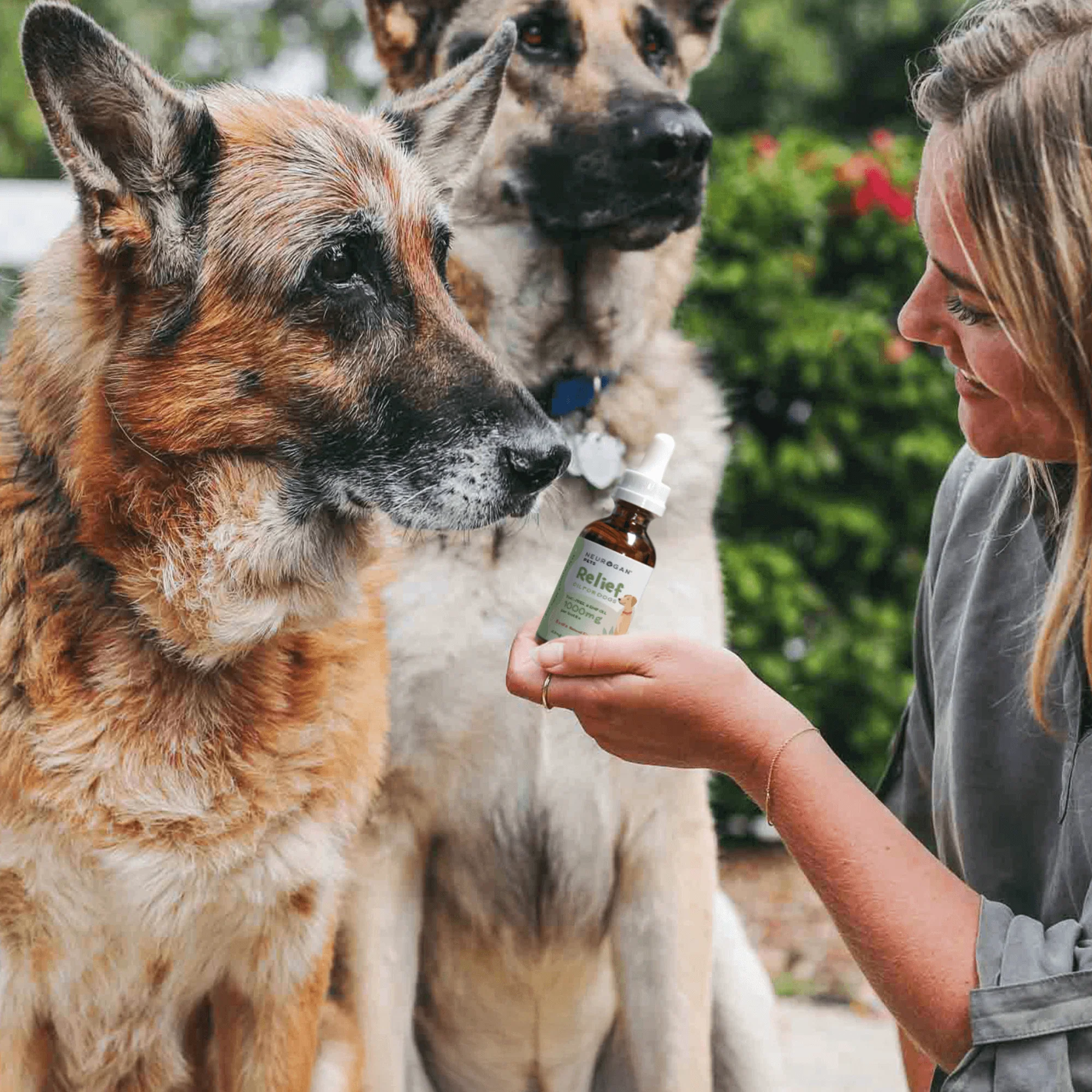 Bacon Flavored CBD Oil for Dogs - Image 7
